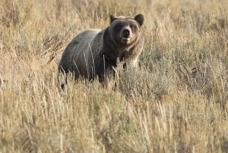 Trail Walker Assaulted by Wild Animal in National Park Flown to Hospital