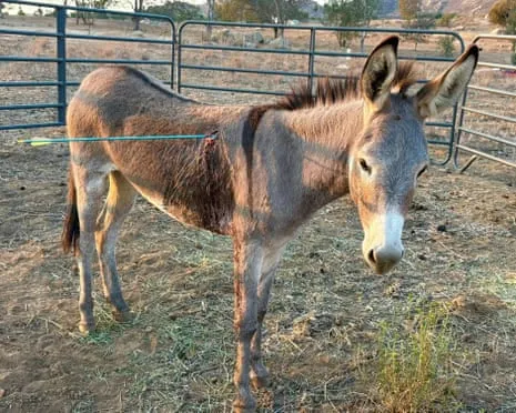 Wild Ass Healing After Latest Arrow Attack on Wild Burros in the Golden State