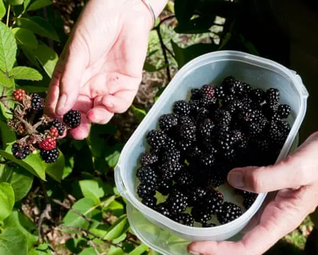 Seeking: Delicious Baked Goods to Make Use Of a Glut of Homemade Jam