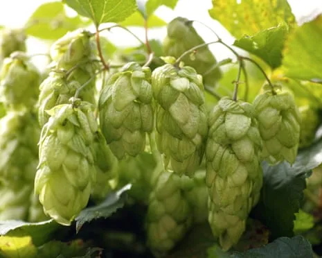 Build A Personal Beer Garden: Growing Hops Turns Out Straightforward and Satisfying