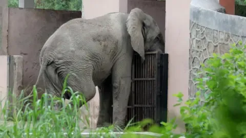 Isolated Life and Death of India’s Capital’s Only African Elephant