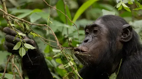 Wild Chimps Drinking a Daily Dose of a Beer Daily from Overripe Produce, Research Reveals