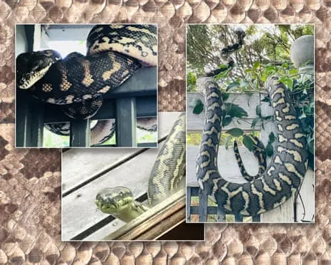Welcoming my Serpents in the Roof: A Journey from Dread to Admiration