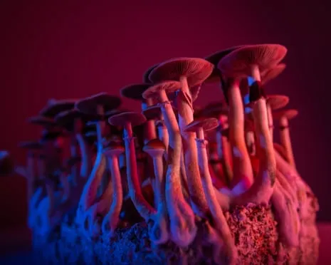 On Drugs by the Philosopher: A Reflective Guide into Consciousness Expanders