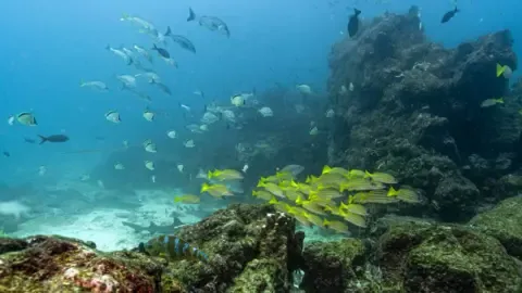 Crucial Oceans Treaty Crosses Critical Milestone to Become Law