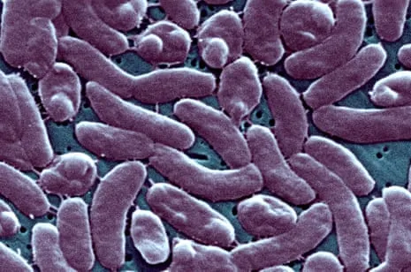 The Bayou State Records 5 Fatalities from Necrotizing Bacterium in Coastal Seawater