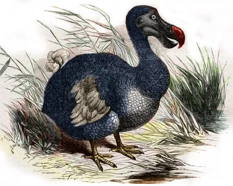 Experts Assert They Have Achieved a ‘Pivotal Step’ in Bringing Back the Dodo for the First Time in 300 Years